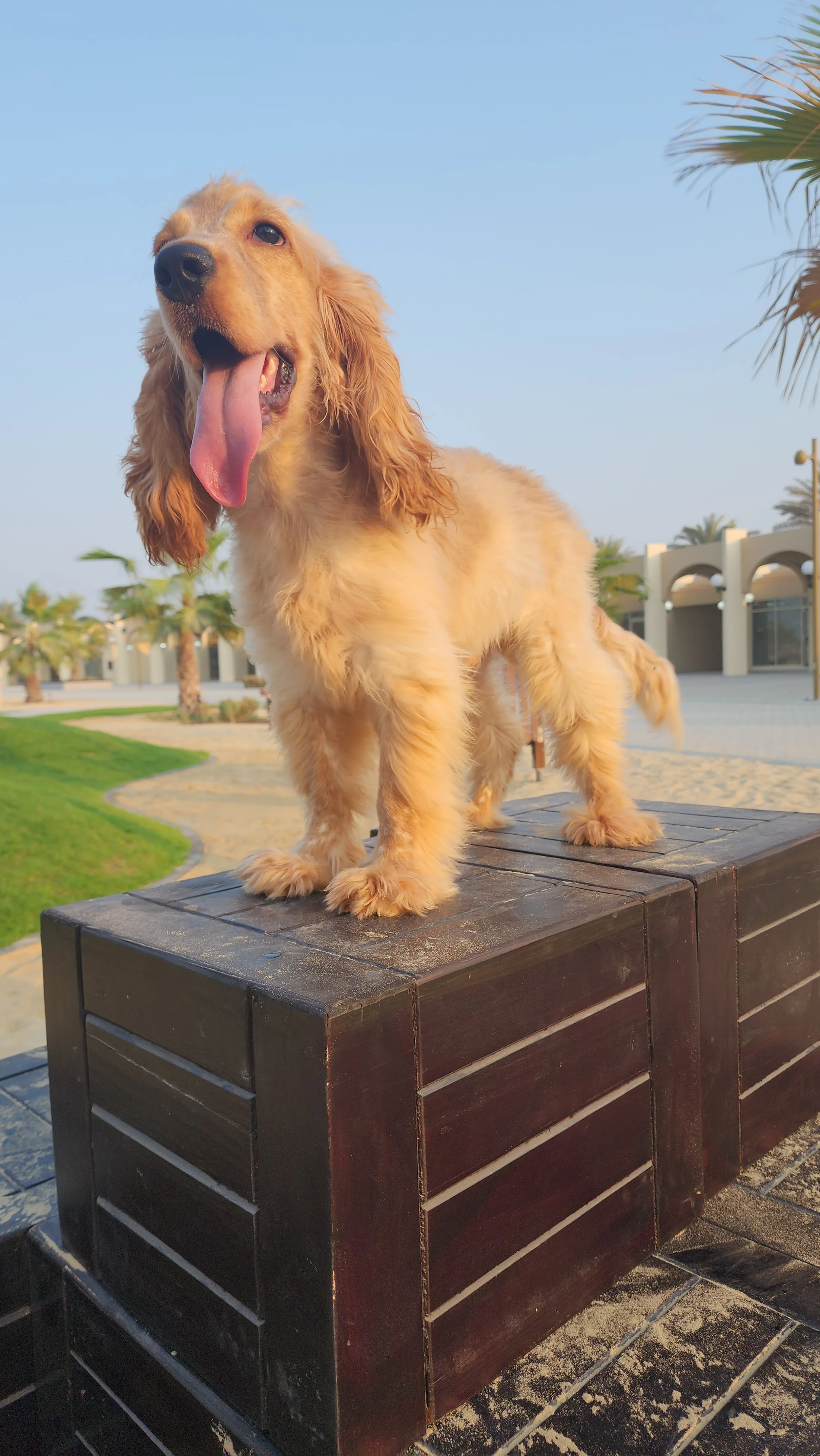 English Cocker Spaniel Male Puppy — Furs & Feathers Pets