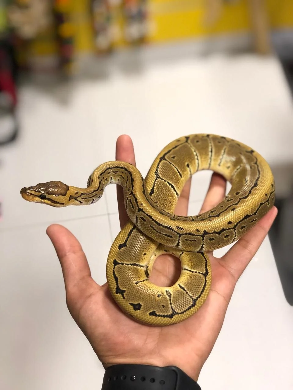 Reptiles, Snakes in Dubai, Abu Dhabi, UAE — Furs & Feathers Pets