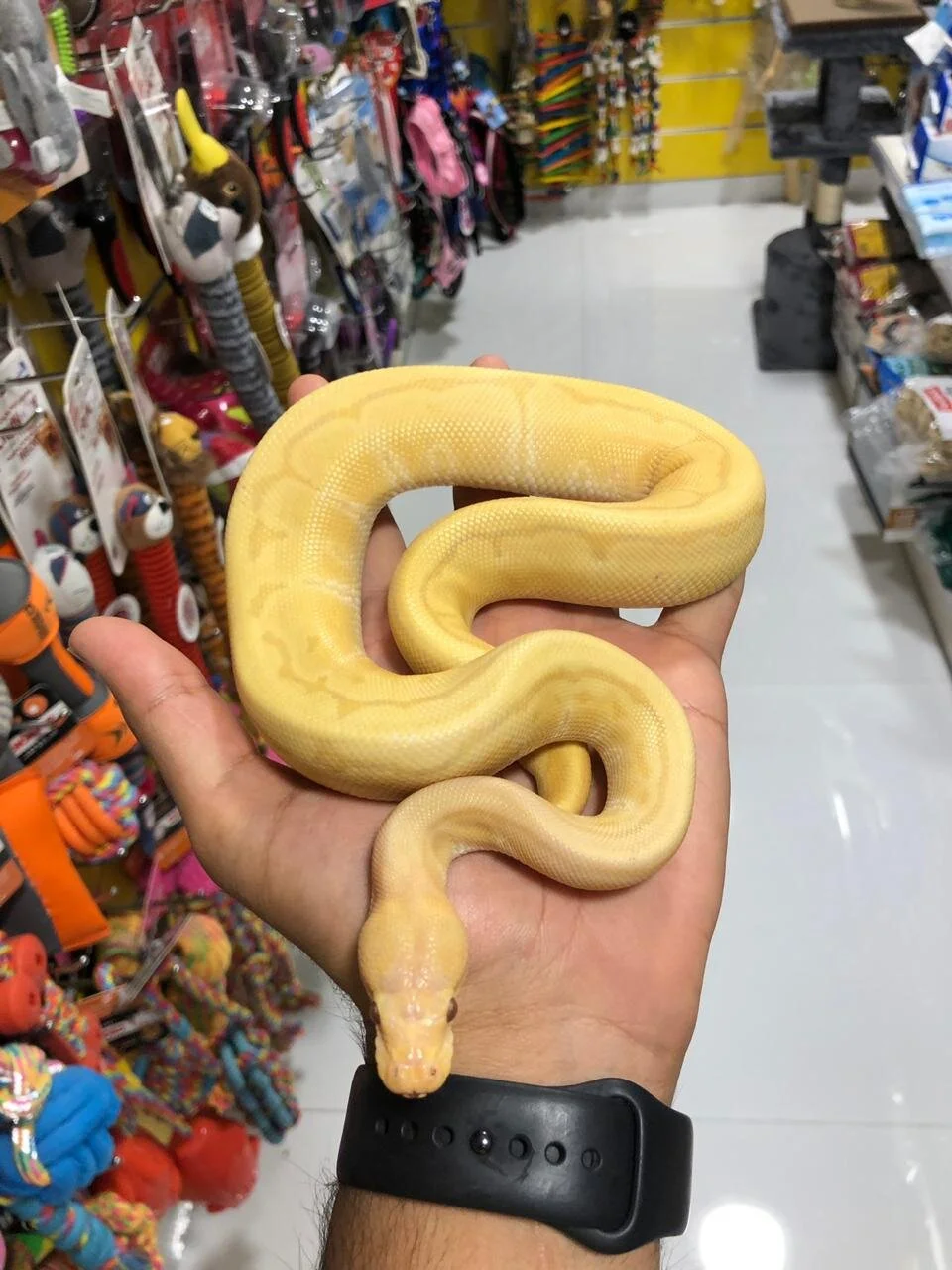 Reptiles, Snakes in Dubai, Abu Dhabi, UAE — Furs & Feathers Pets