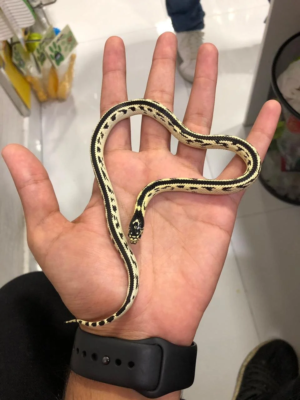 Reptiles, Snakes in Dubai, Abu Dhabi, UAE β Furs & Feathers Pets