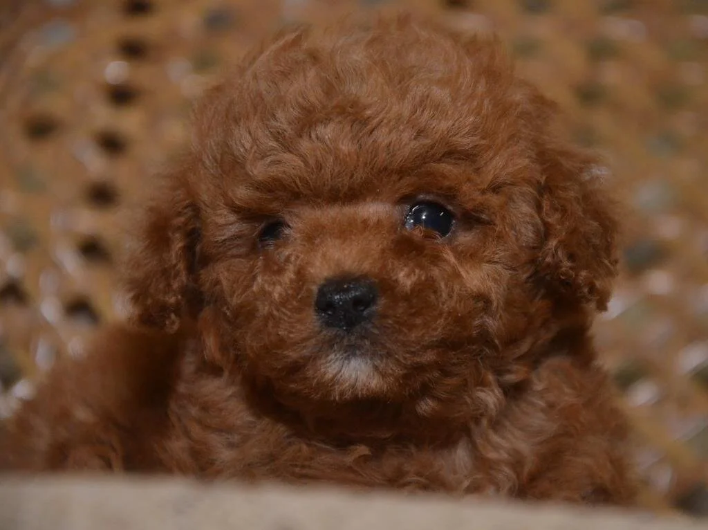 Toy Poodle Male And Female Puppies Furs Feathers Pets