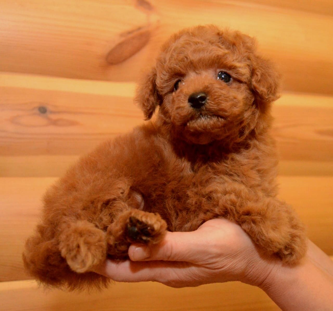 Toy Poodle Male And Female Puppies Furs Feathers Pets Toy Poodle Male And Female Puppies Furs Feathers Pets