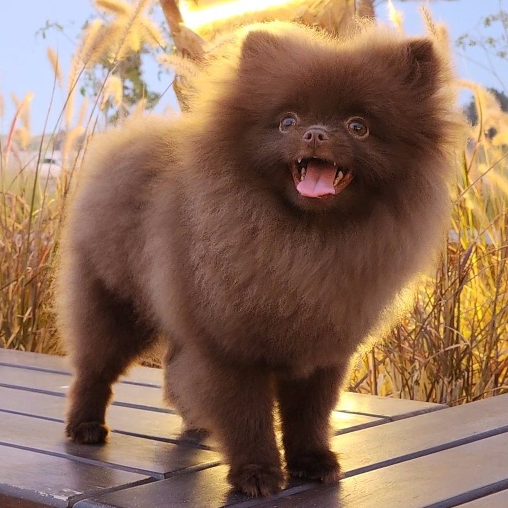 Dark Chocolate Pomeranian