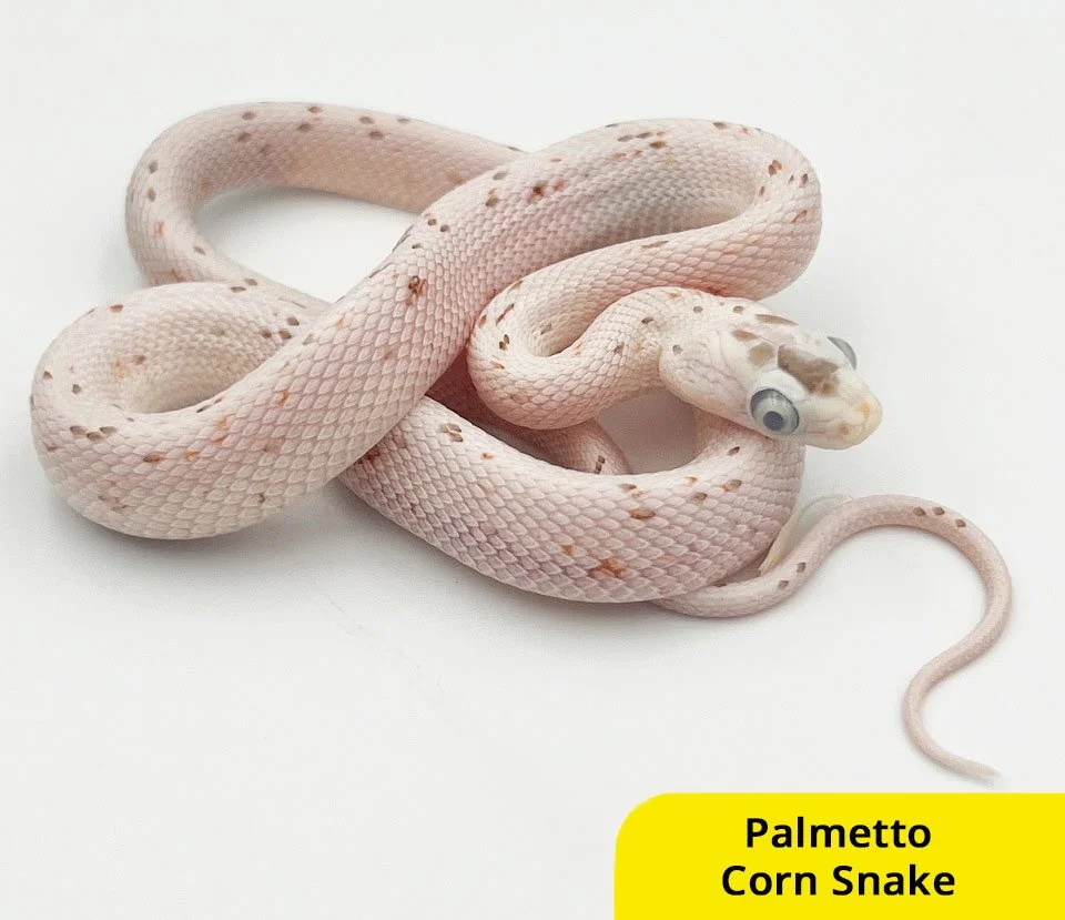 Reptiles, Snakes in Dubai, Abu Dhabi, UAE β Furs & Feathers Pets