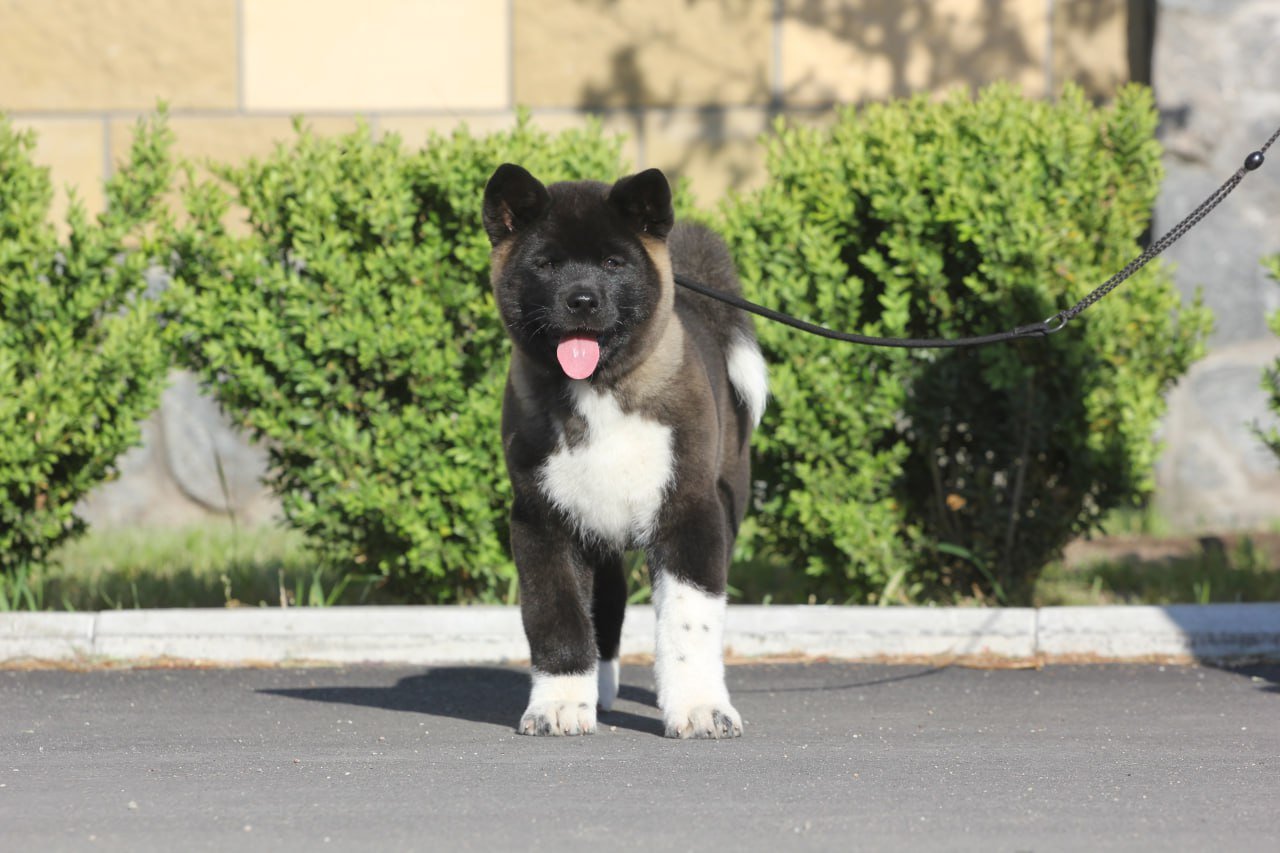 American Akita Male & Female Puppies