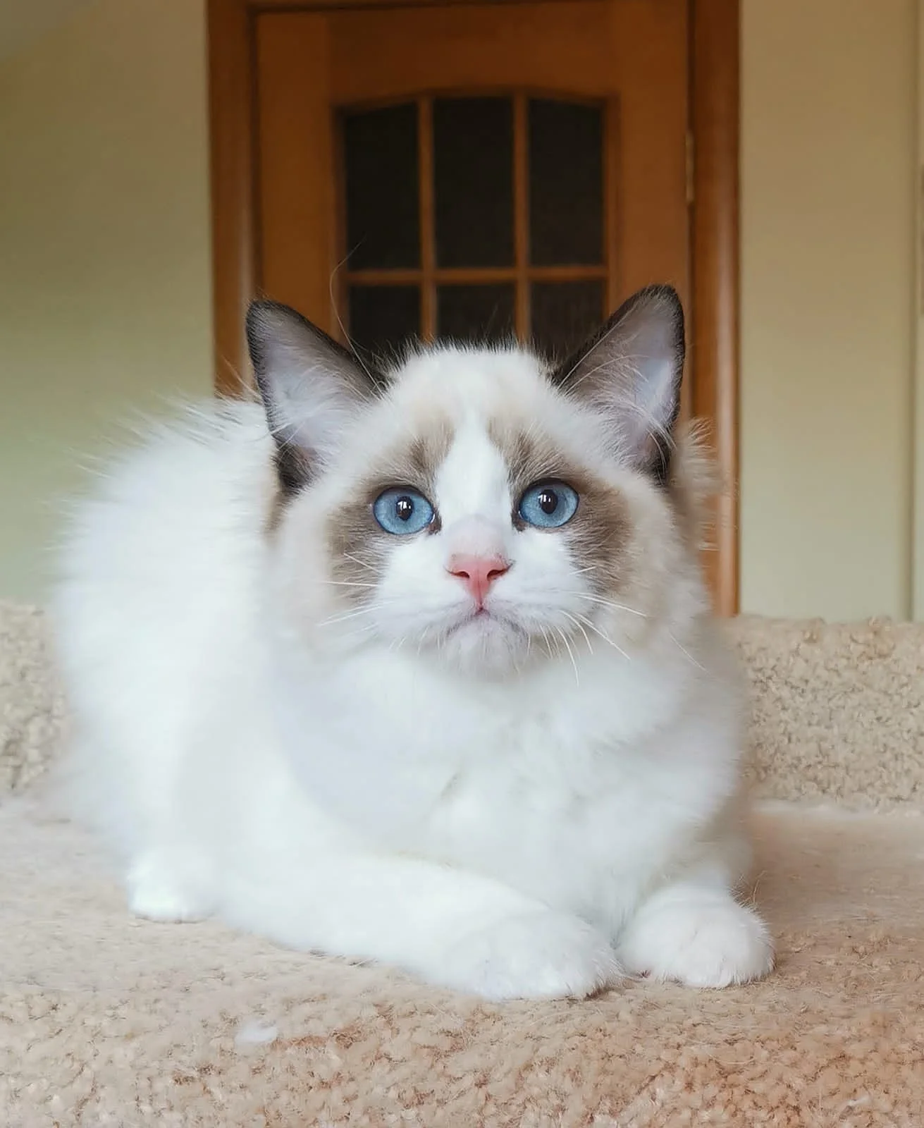 Ragdoll Male & Female Kitten — Furs & Feathers Pets