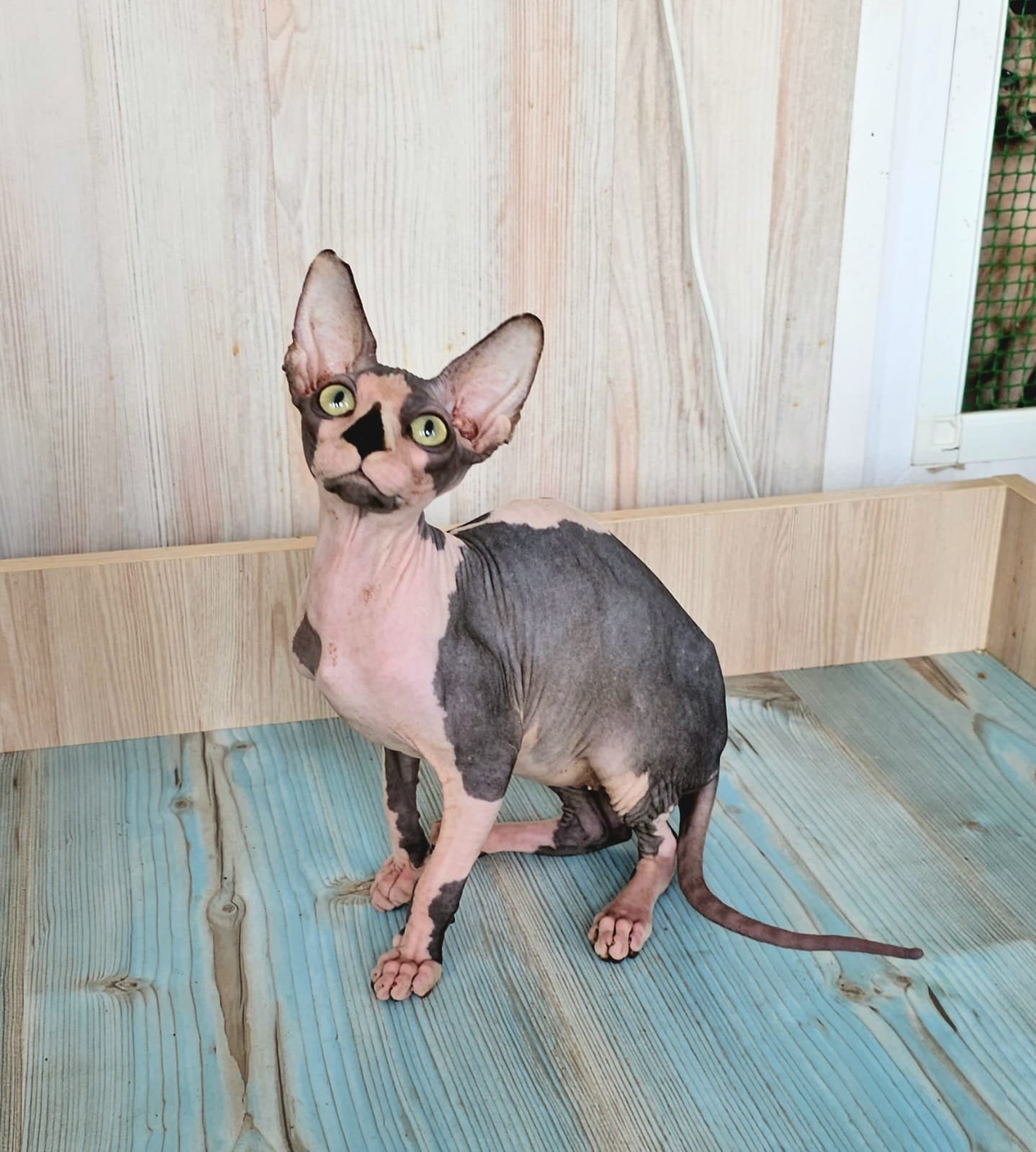 Sphynx Male Kitten