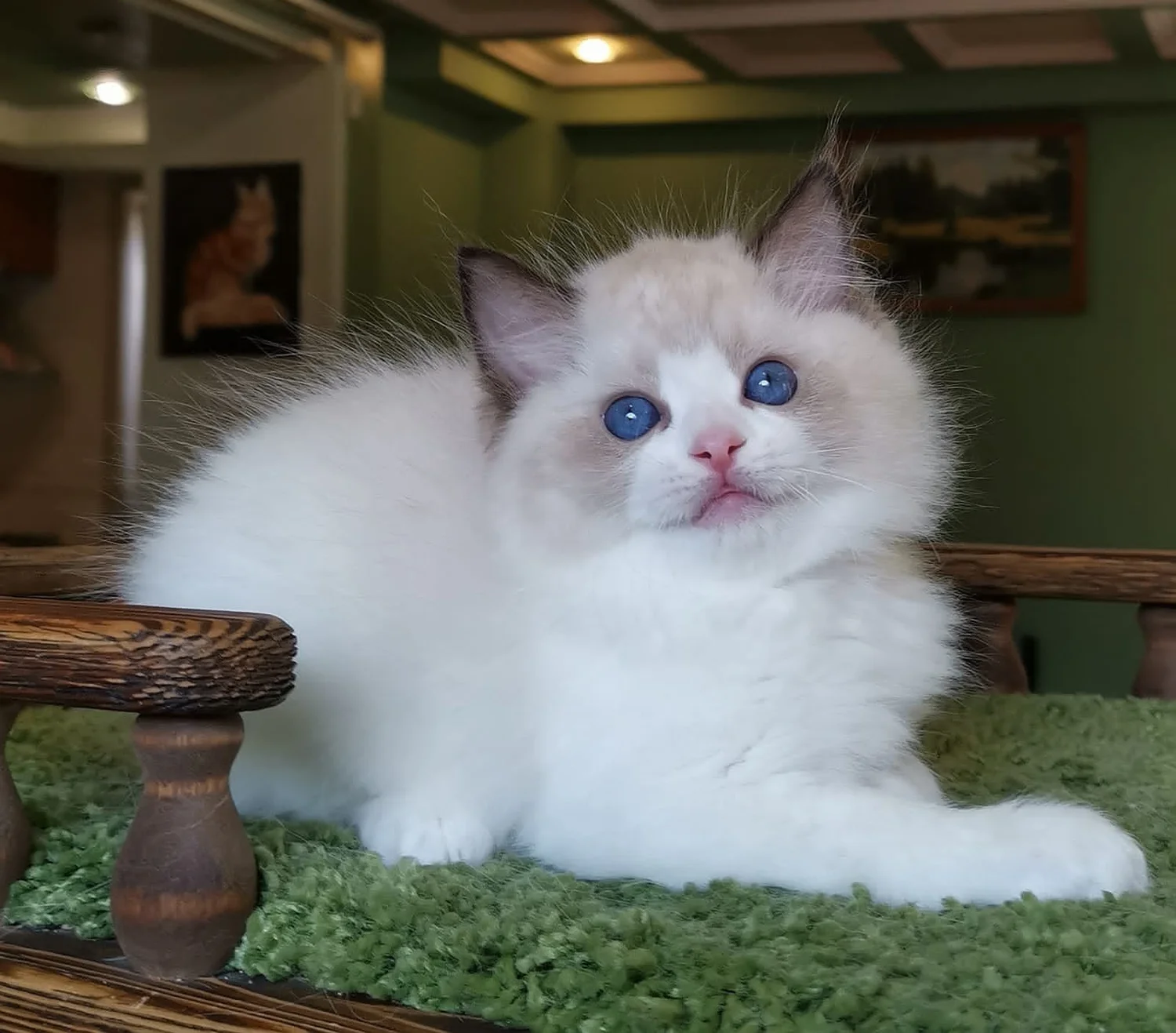Ragdoll Male Kitten — Furs & Feathers Pets