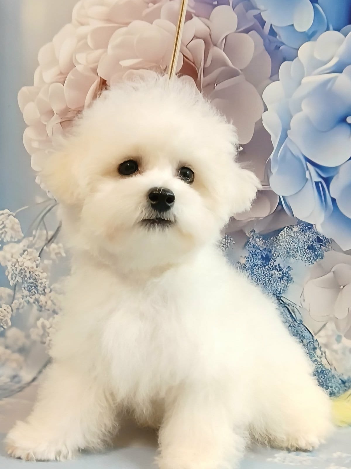 Male Bichon Frisé