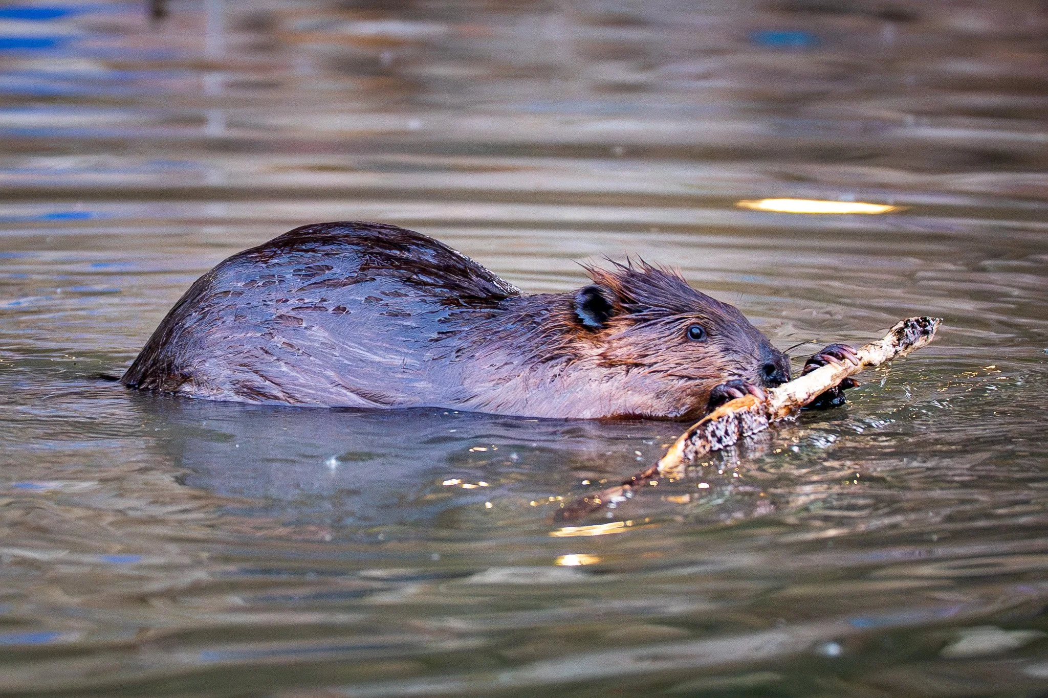 Beaver swimming in water holding a stick in its mouth.