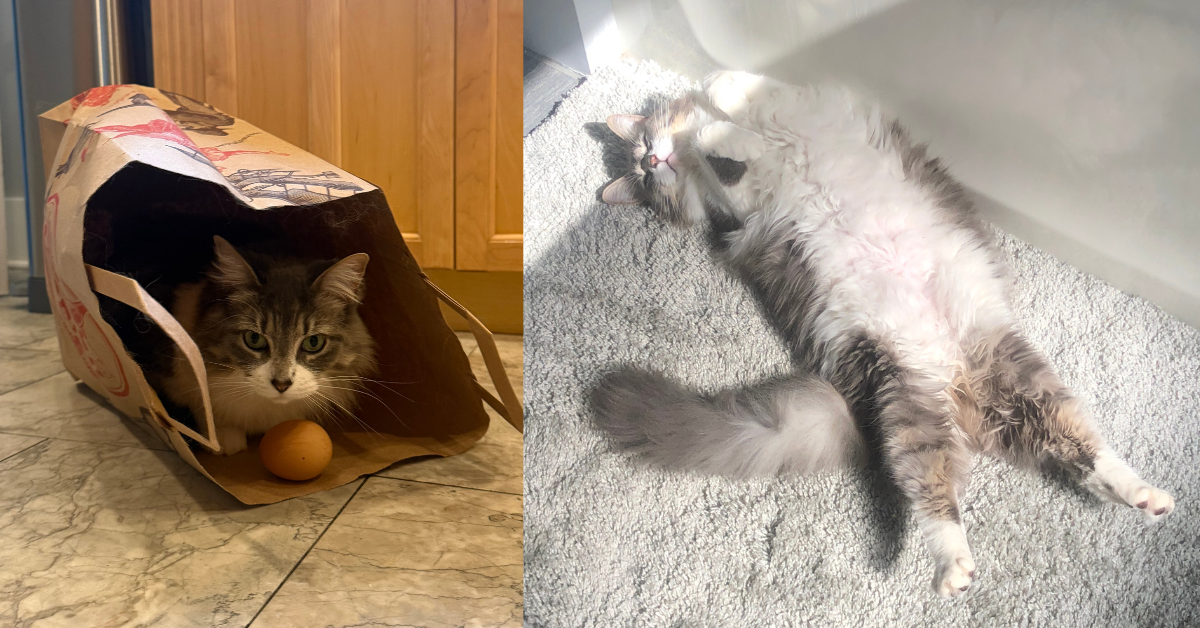 Cats Are Better Than Dogs