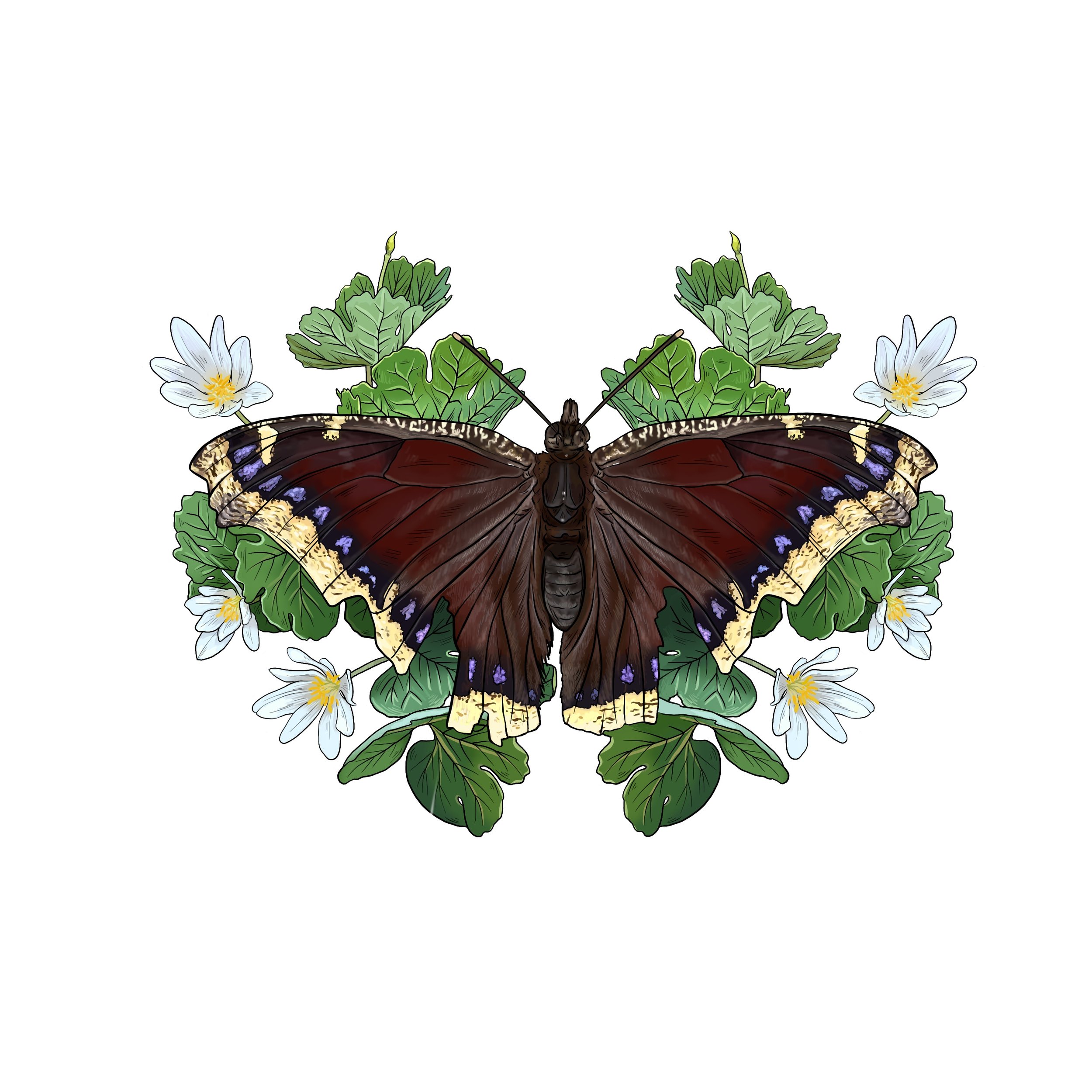 Mourning Cloak and Bloodroot