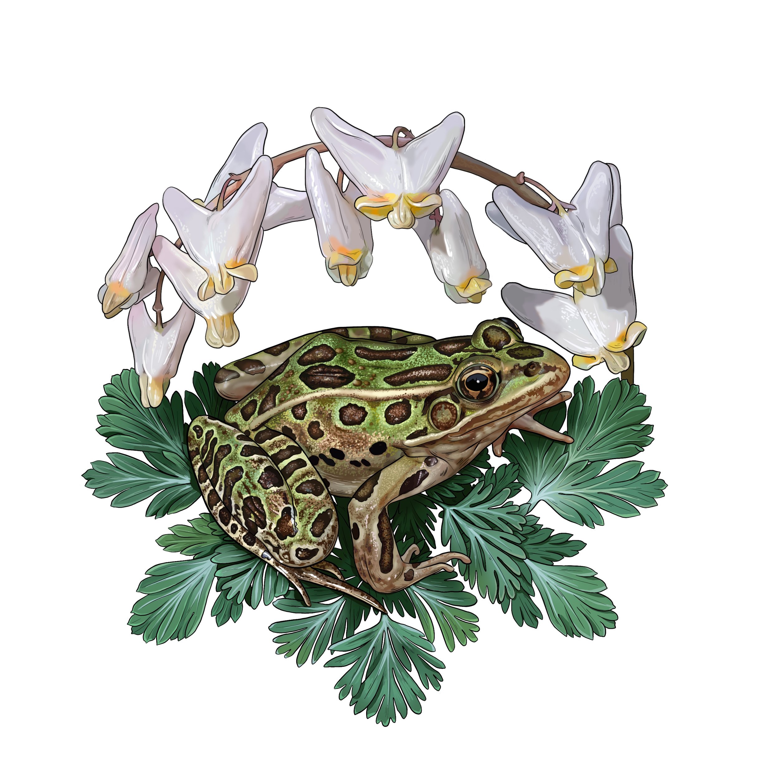 Northern Leopard Frog and Dutchman's Breeches