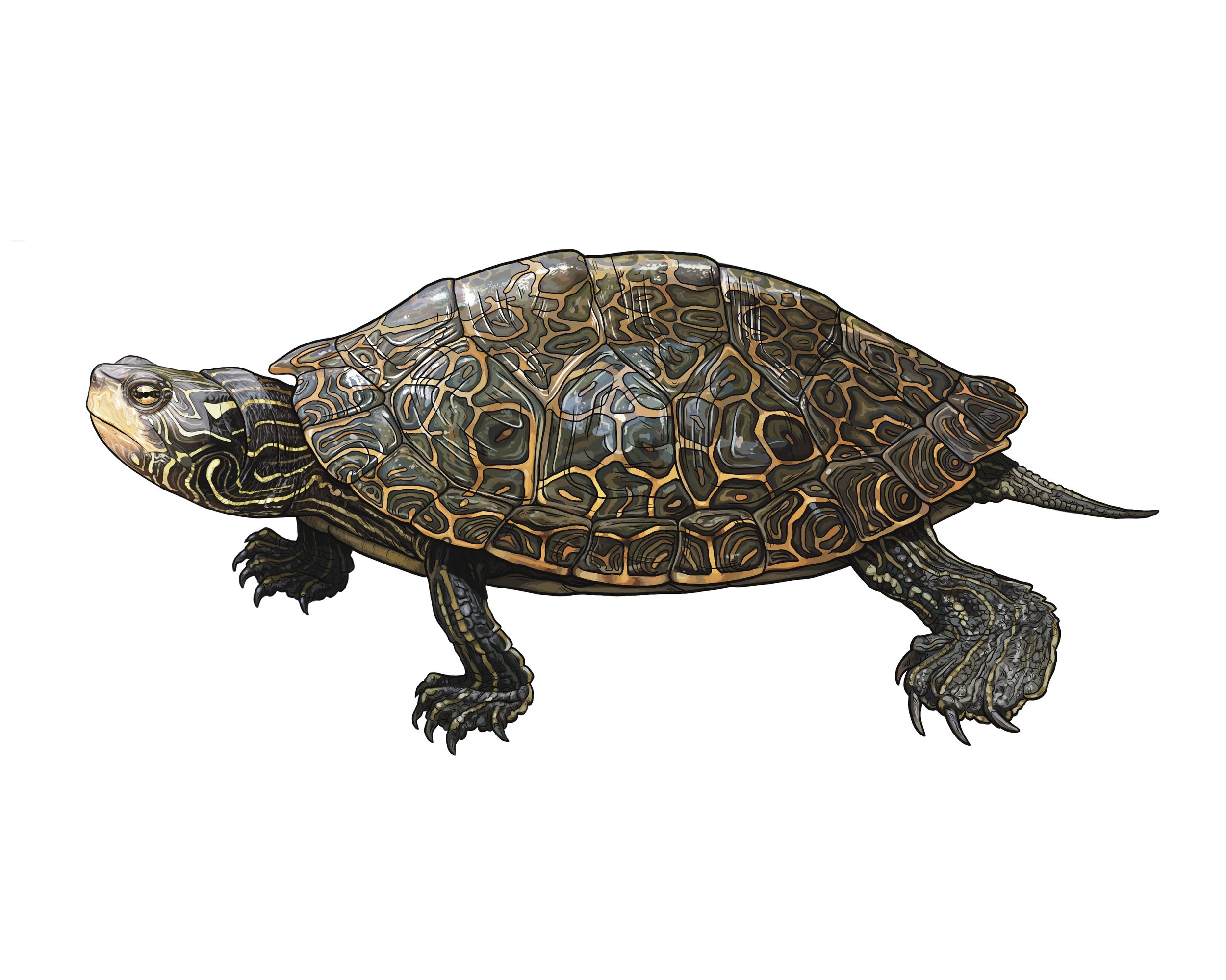 Northern Map Turtle