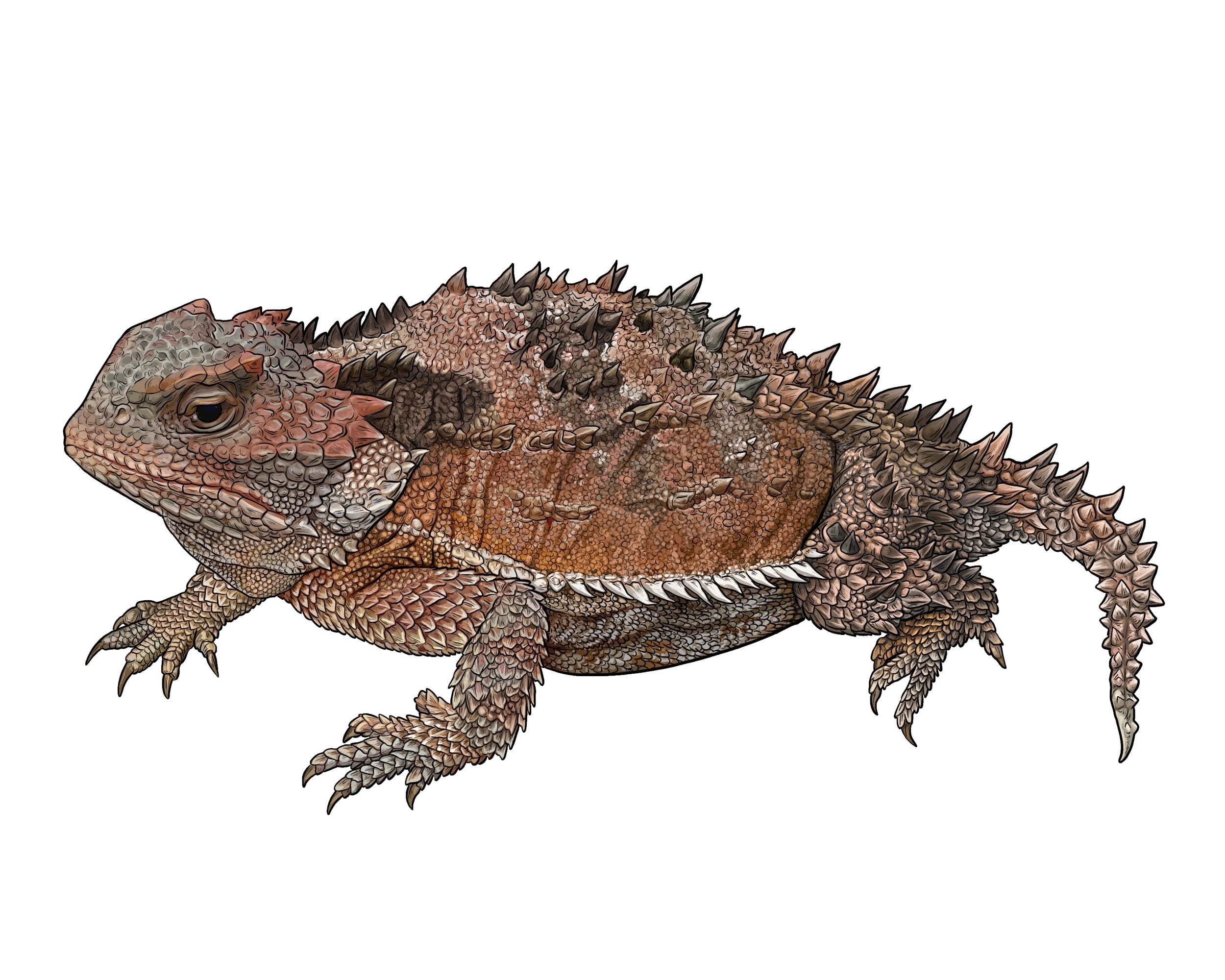 Greater Short-horned Lizard