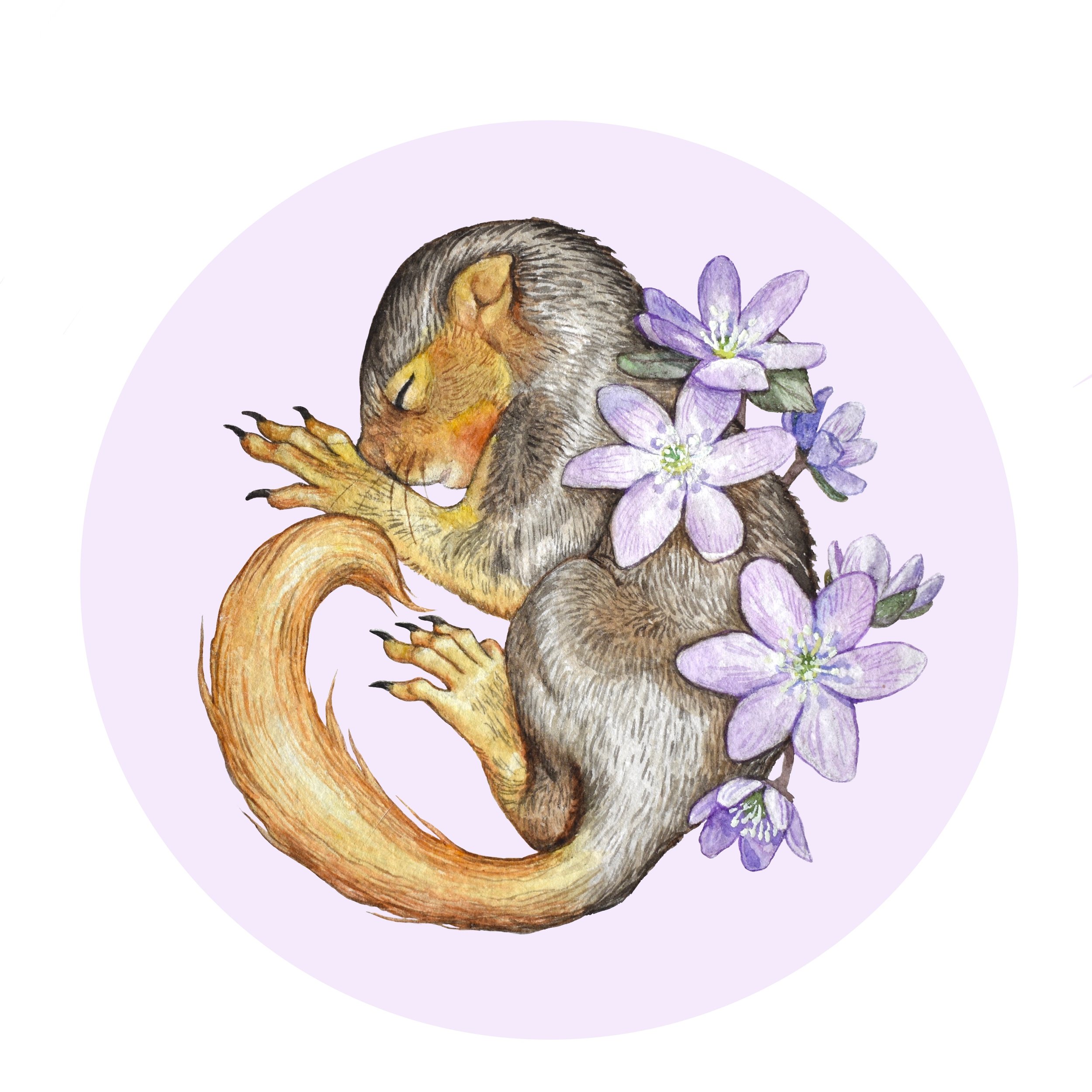 Young Squirrel and Hepatica