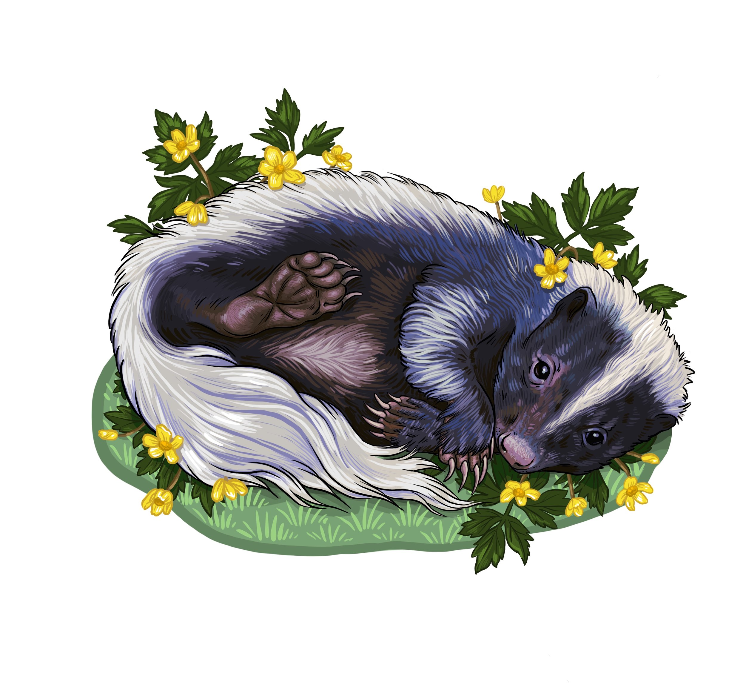 Striped Skunk and Buttercup