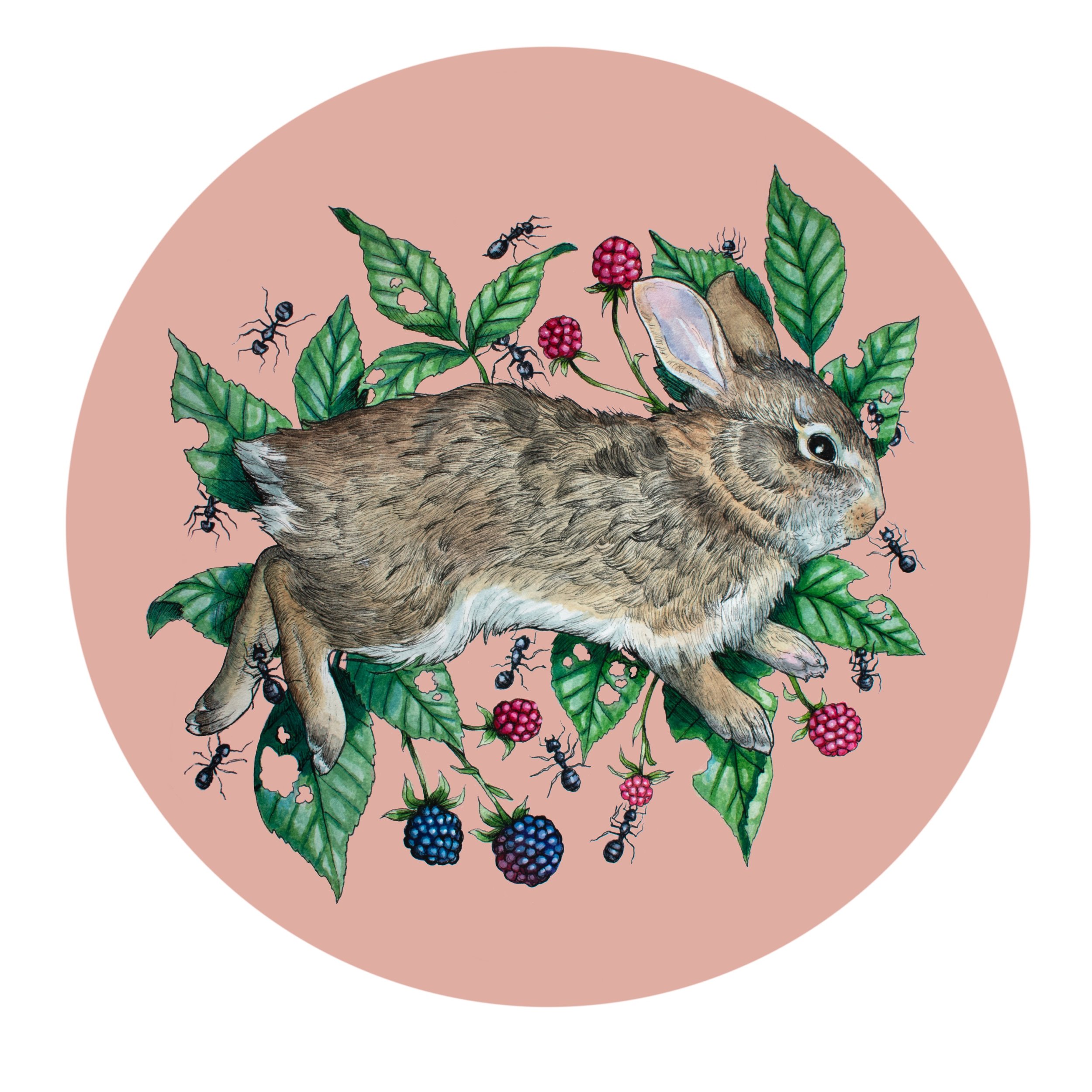 Eastern Cottontail and Raspberries