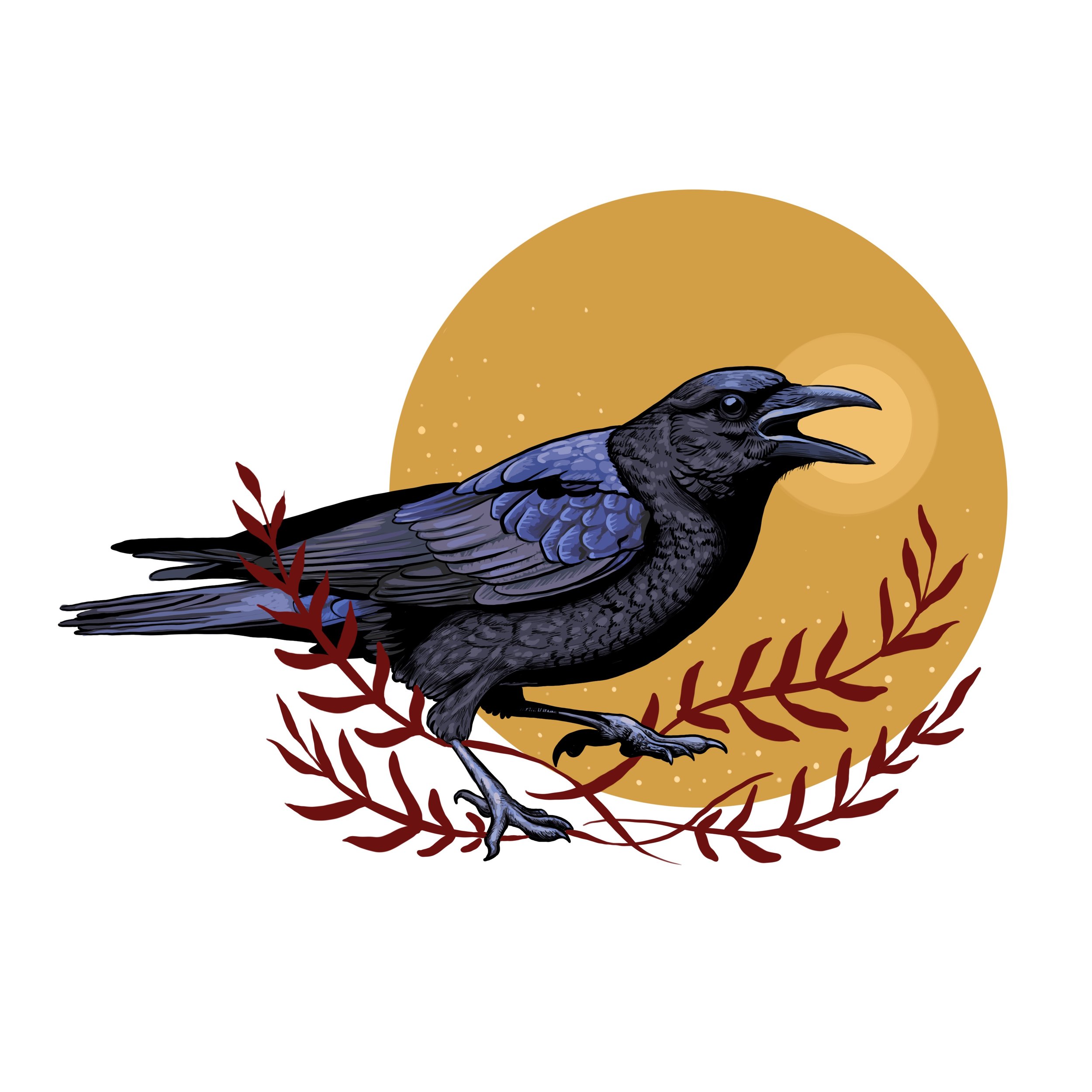 American Crow