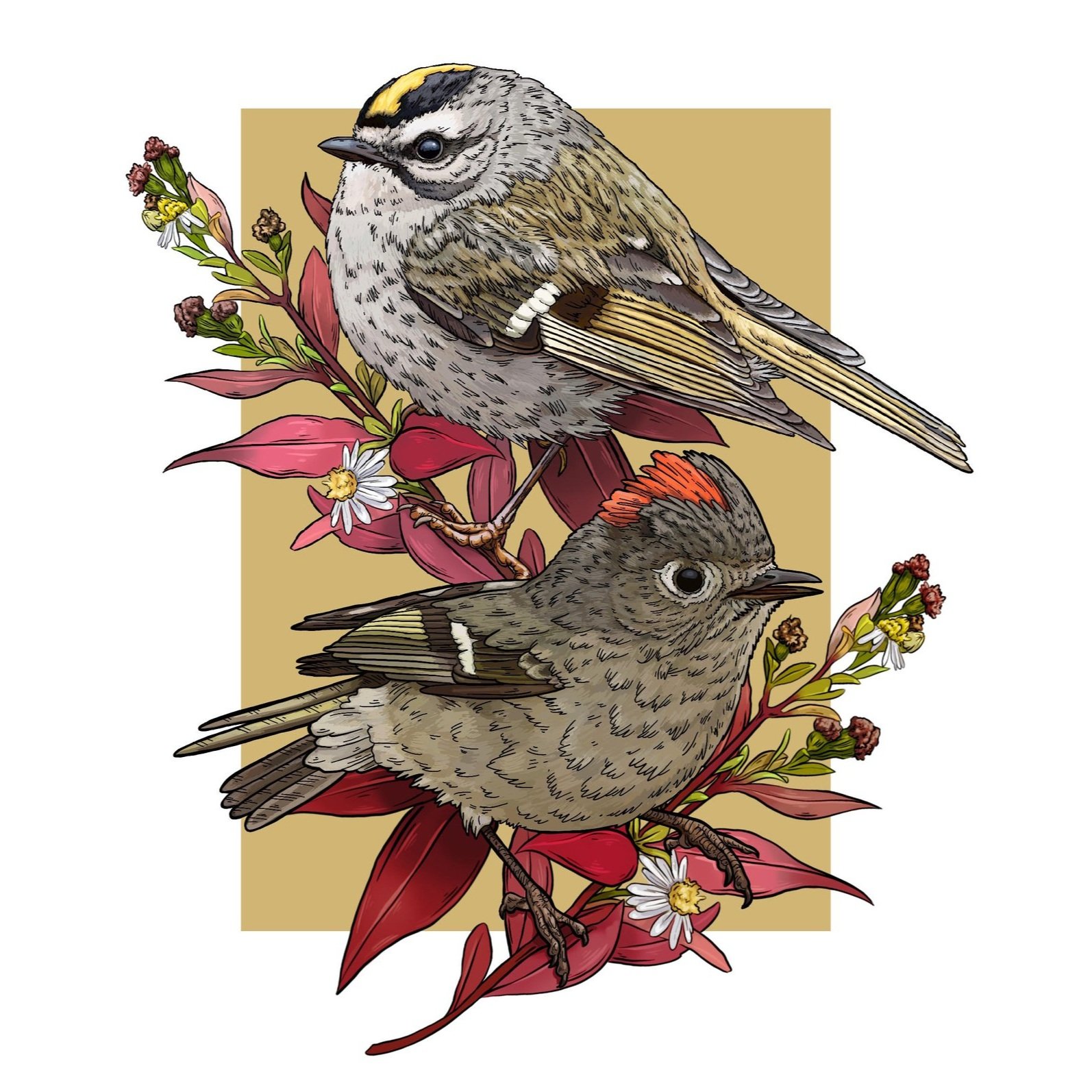 Ruby and Golden-crowned Kinglets and Autumn Aster