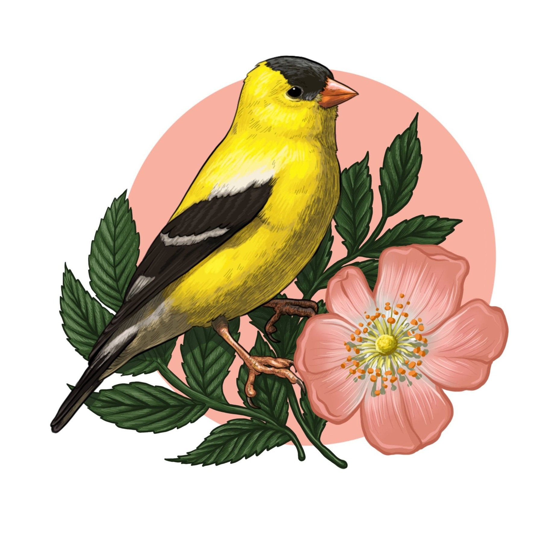 American Goldfinch and Wild Rose