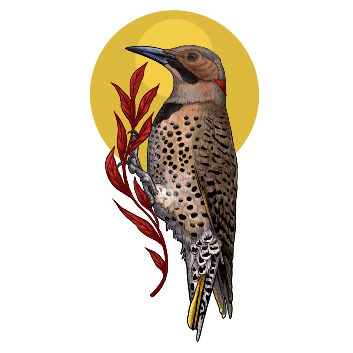 Northern Flicker