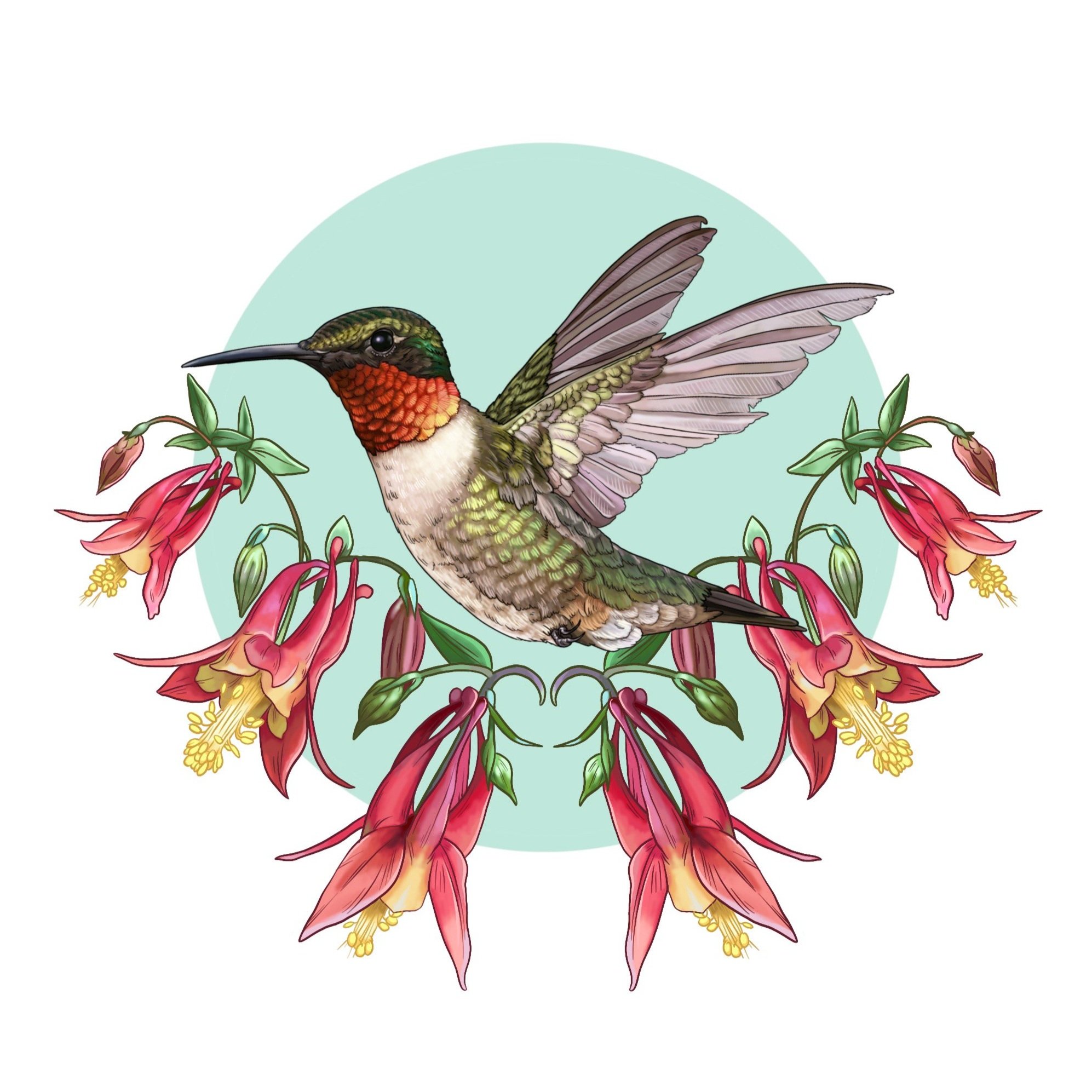 Hummingbird1.jpg