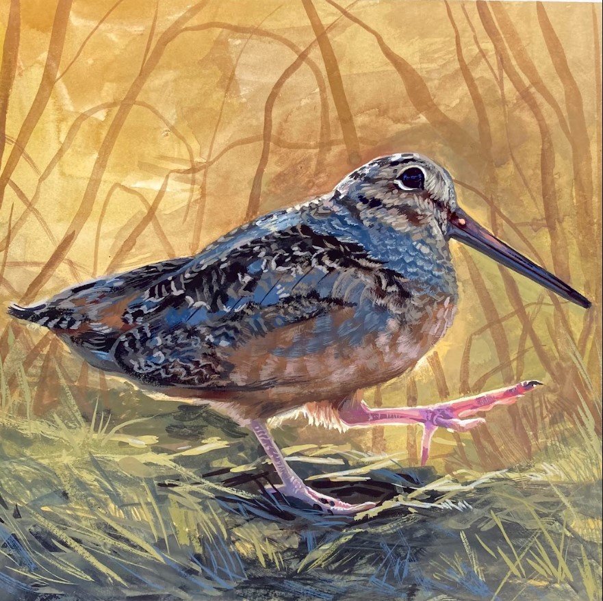 woodcock.jpg