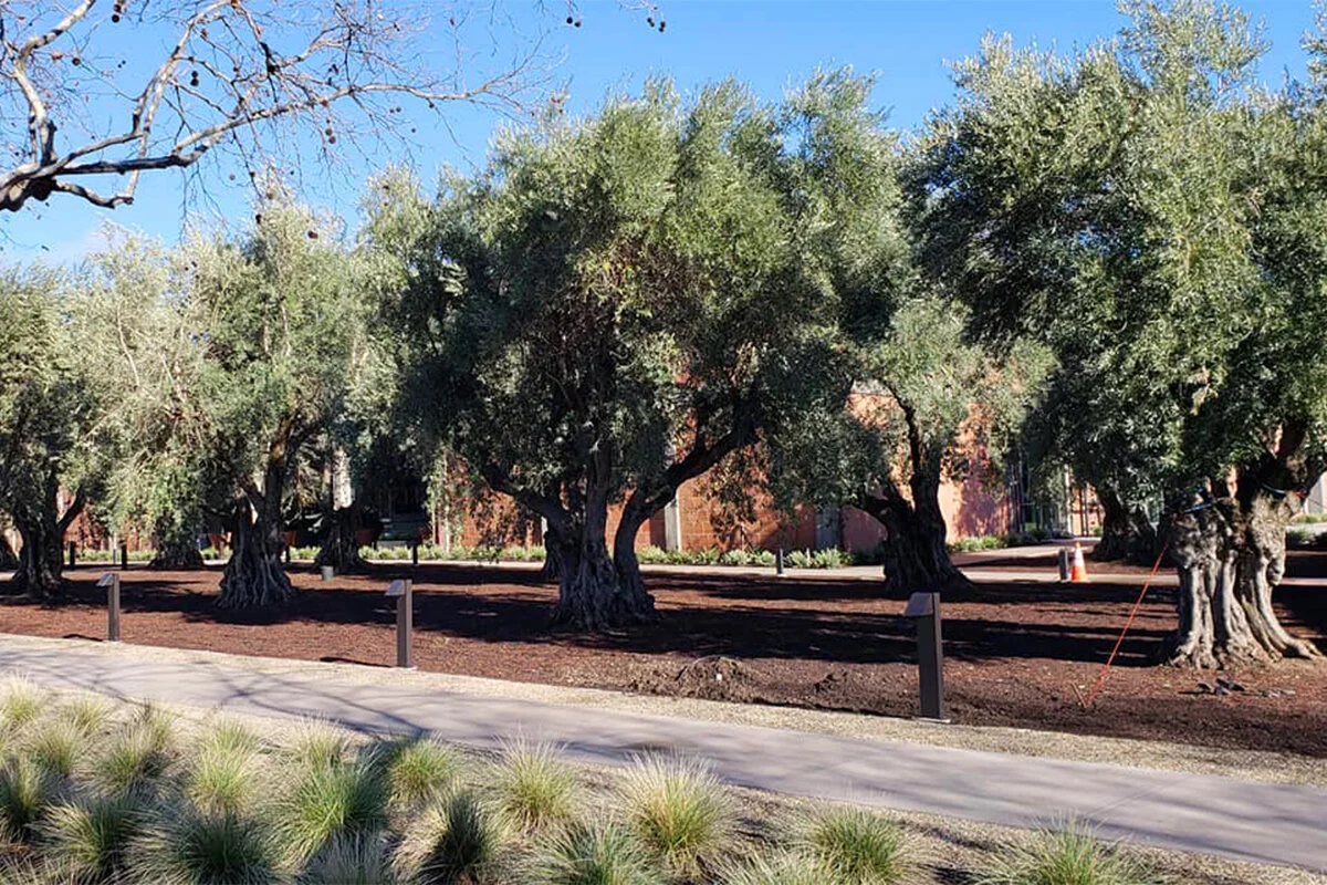 Large Olive Trees for Sale in California (530) 5248780