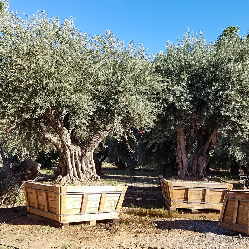 sevillano-olive-trees-for-sale-1.jpg
