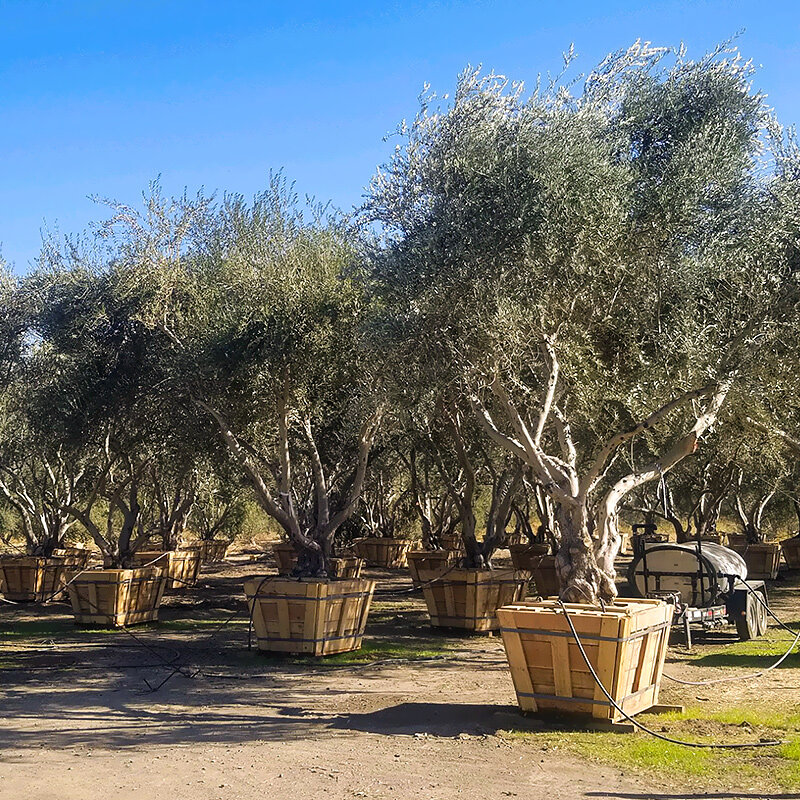 Fruit portant l'olivier à vendre