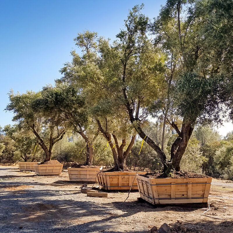 Large Olive Trees For Sale In California 530 524 8780
