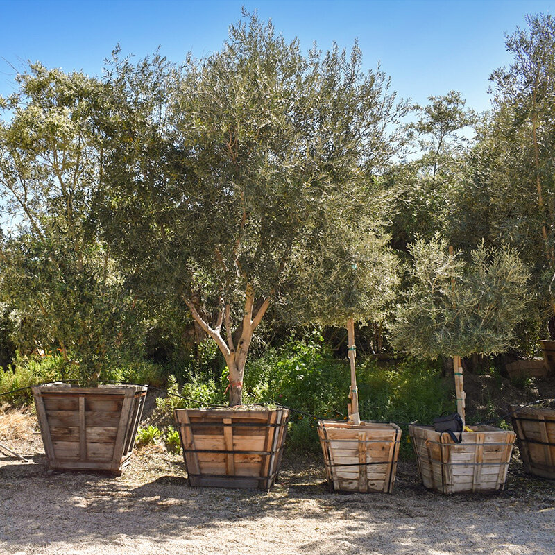 fruitless-olive-trees-for-sale-1.jpg