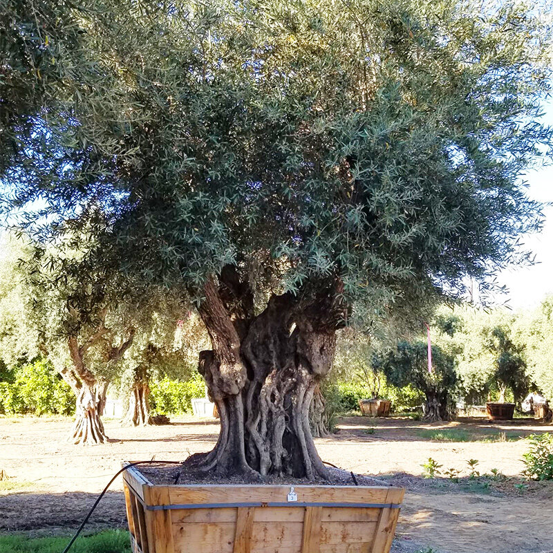 sevillano-olive-trees-for-sale-2.jpg
