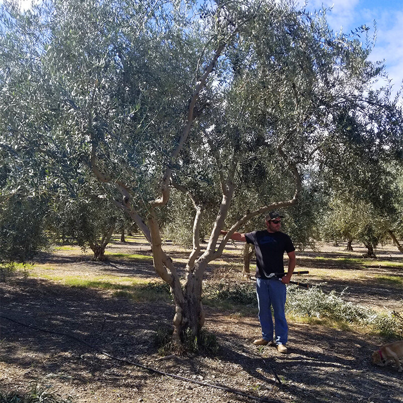 Fruiter les oliviers à vendre