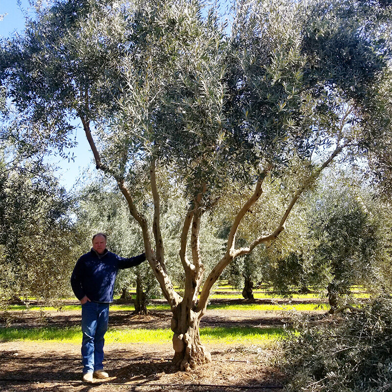 Mature olive trees in fresno