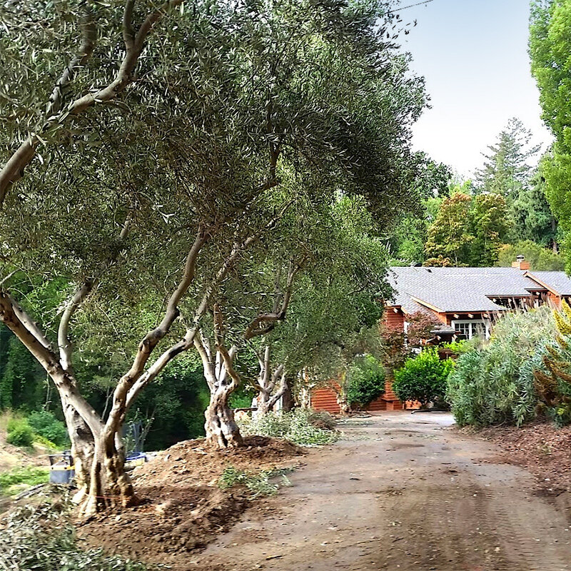 Large Olive Trees for Sale in California (530) 5248780