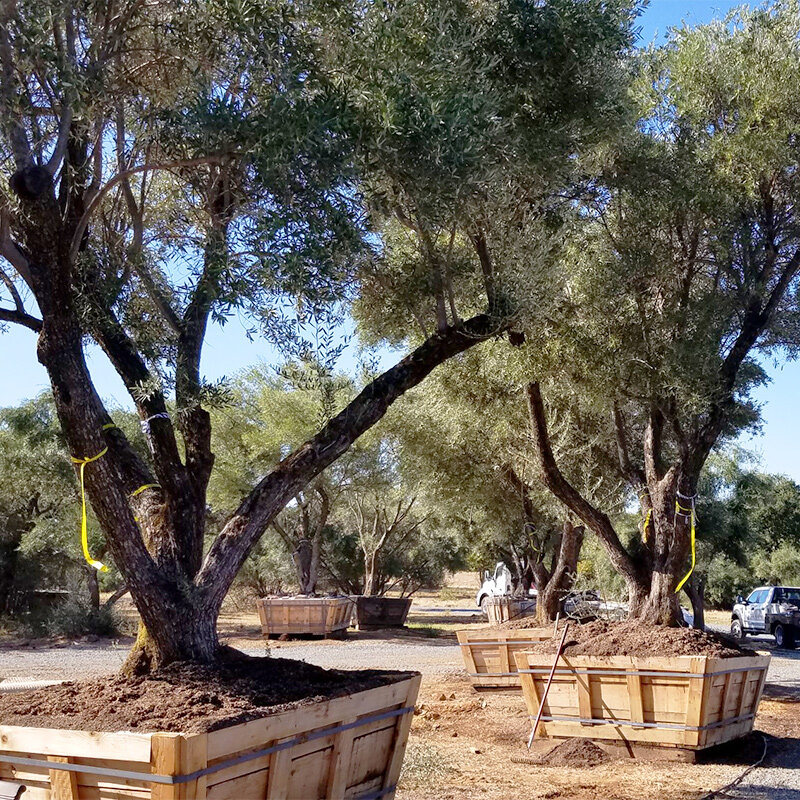 mission-olive-trees-for-sale-4.jpg