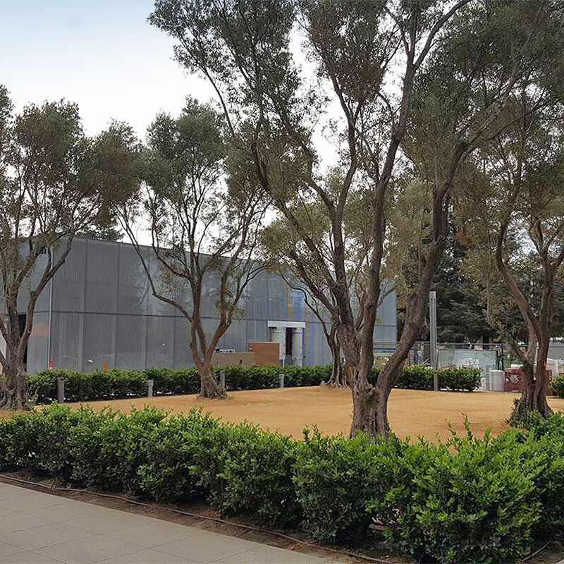 Large Olive Trees for Sale in California (530) 5248780