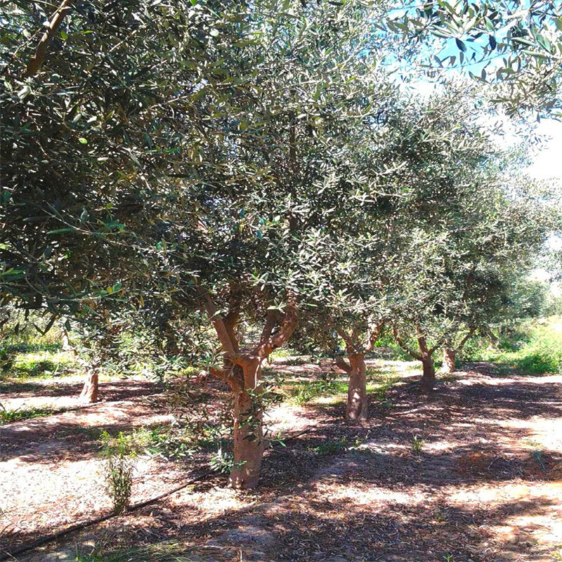 Large Olive Trees for Sale in California (530) 5248780