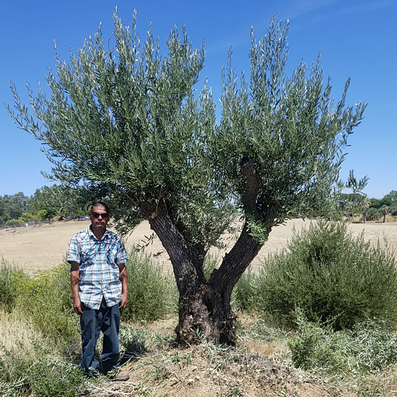 Large Olive Trees for Sale in California (530) 524-8780