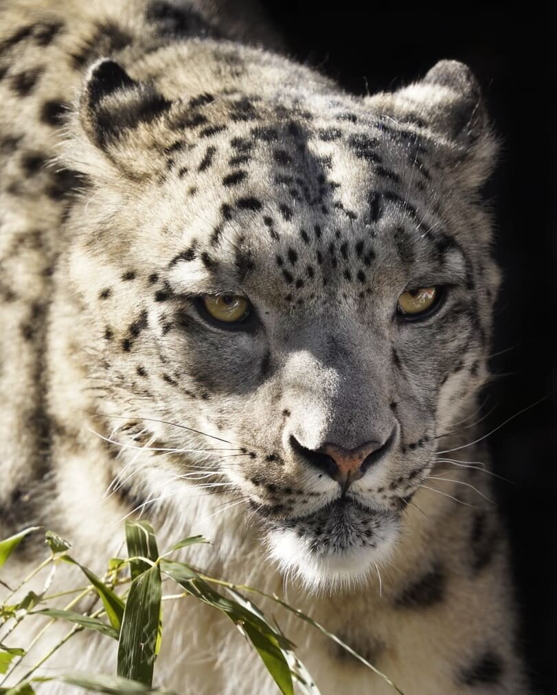 Practicing wildlife photography in a zoo in hopes that when I get out in the wild I'll have the skills to capture stunning pictures. 
Snow leopards are just terrifyingly beautiful.