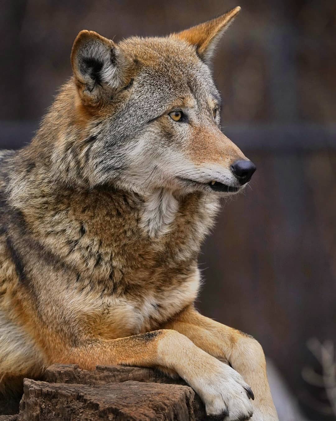 Red wolf
Probably my favorite picture pf the day from our trip to the roger williams zoo its always nice to get in practice with wildlife photography at a zoo.

#rogerwilliamszoo #zoo #wolf #wolfpack #zooanimals #animal #preditor #carnivore #providen