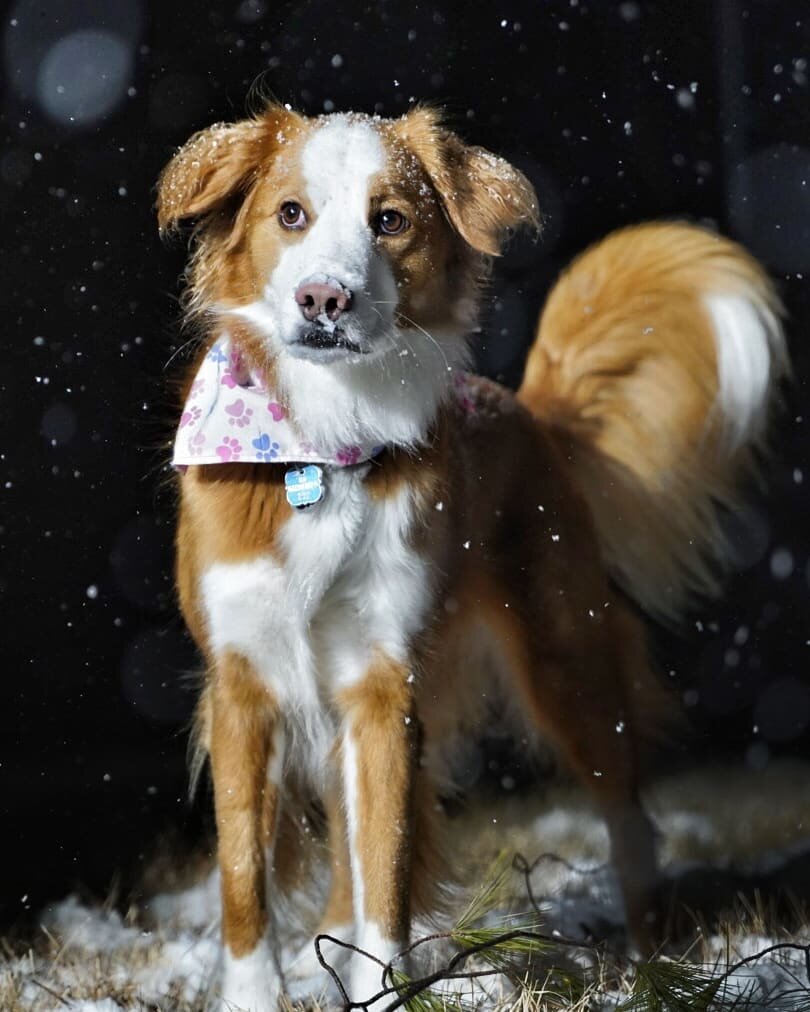 Lilly is so happy that its snowing!