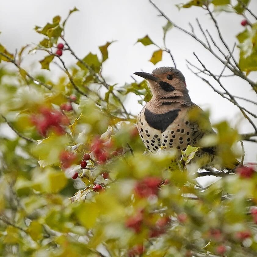 Northern flickers are such a pretty birds.
Fun fact they have yellow flight feathers. If you want to see a glimpse of that swipe to the other photos.
Ive wanted a picture of one for a while luckly one has found the holly tree!