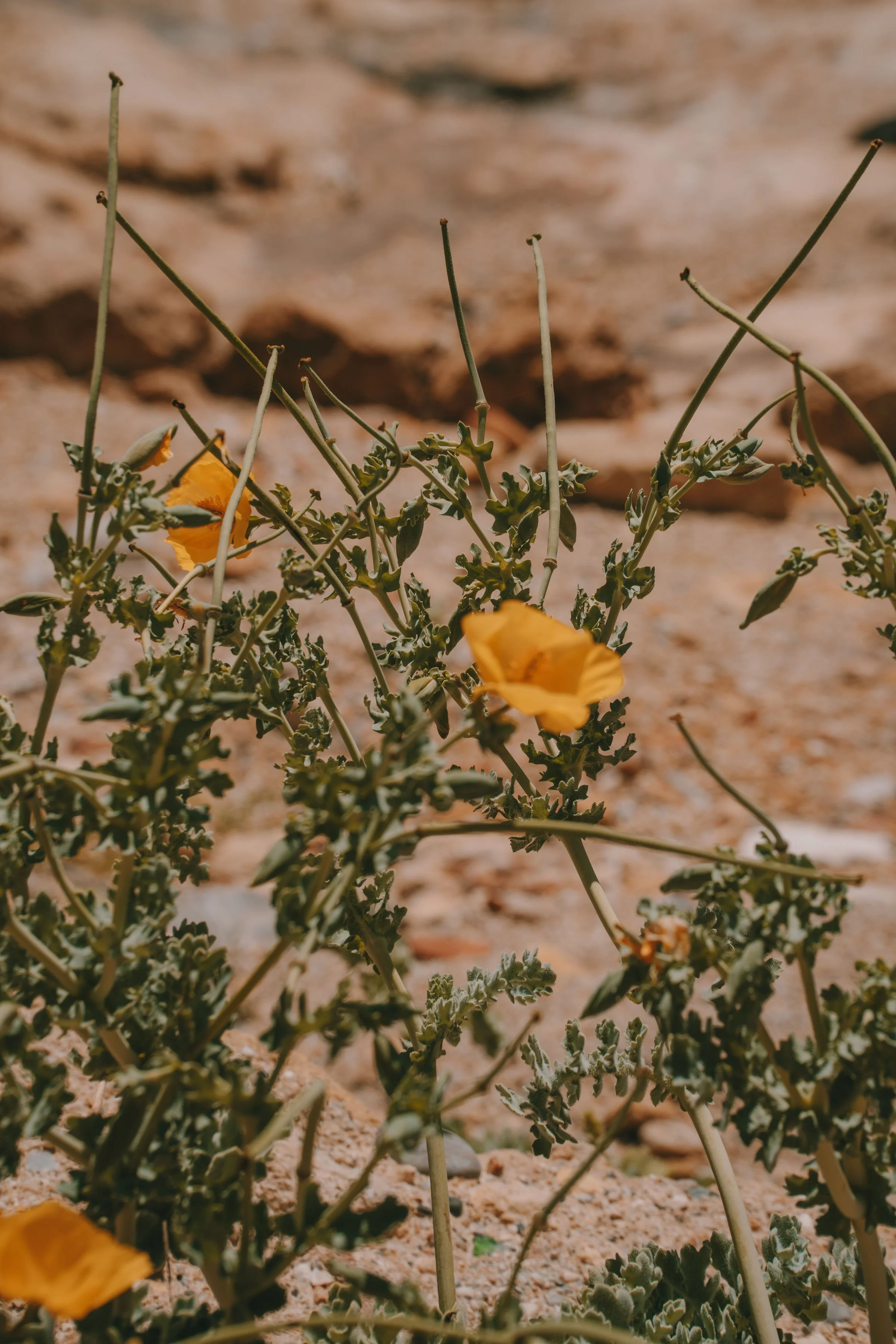 Desert plant with yellow flowers and green leaves growing in sandy soil.