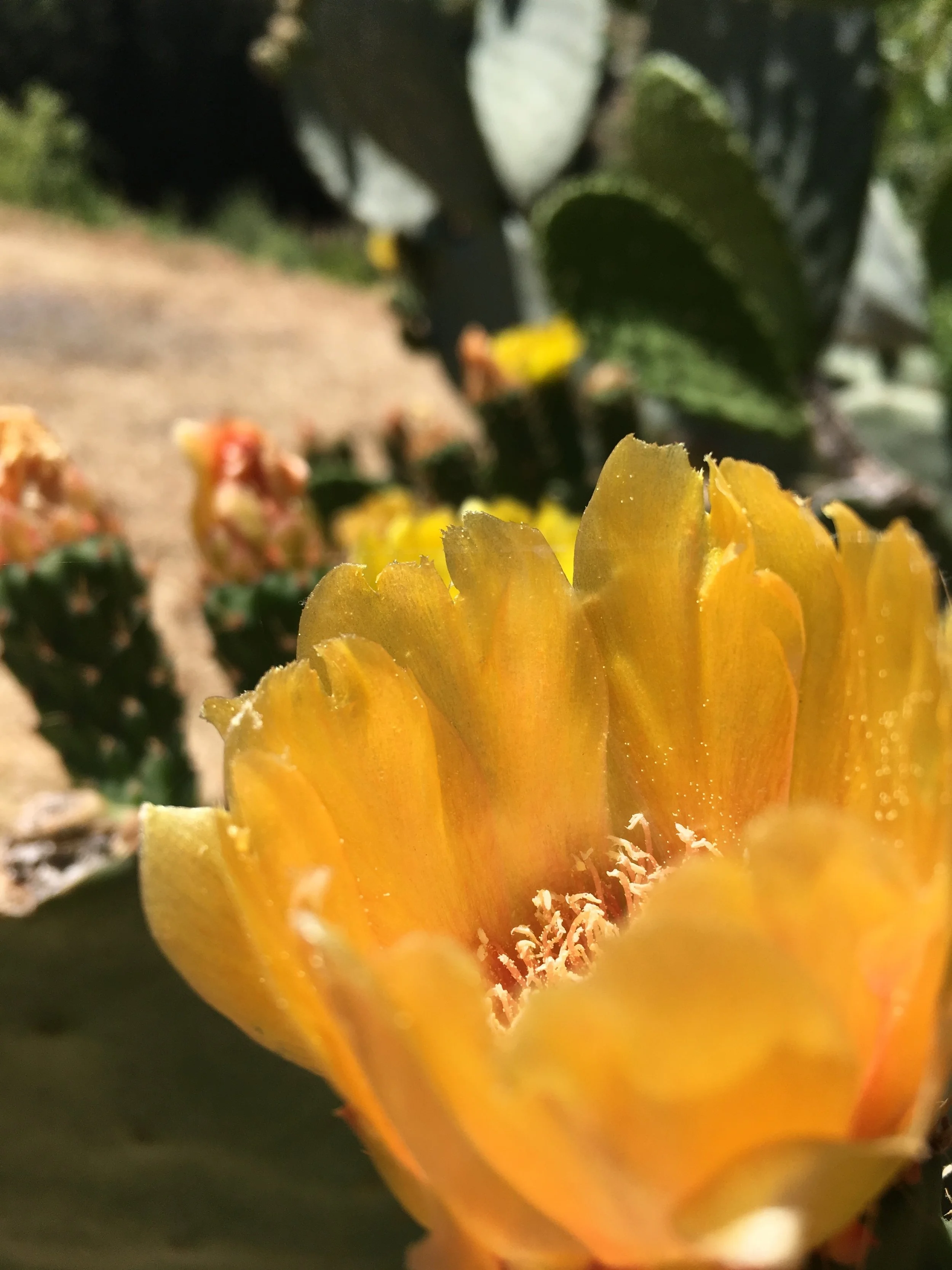 The Temple of Hyblea