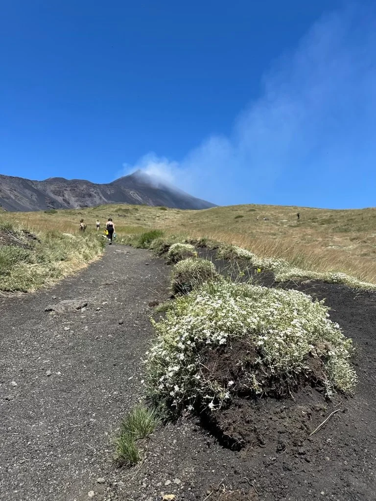 A hiking trail on a volcanic mountain with green grass, white flowering bushes, and a erupting volcano emitting smoke and ash in the background under a blue sky.