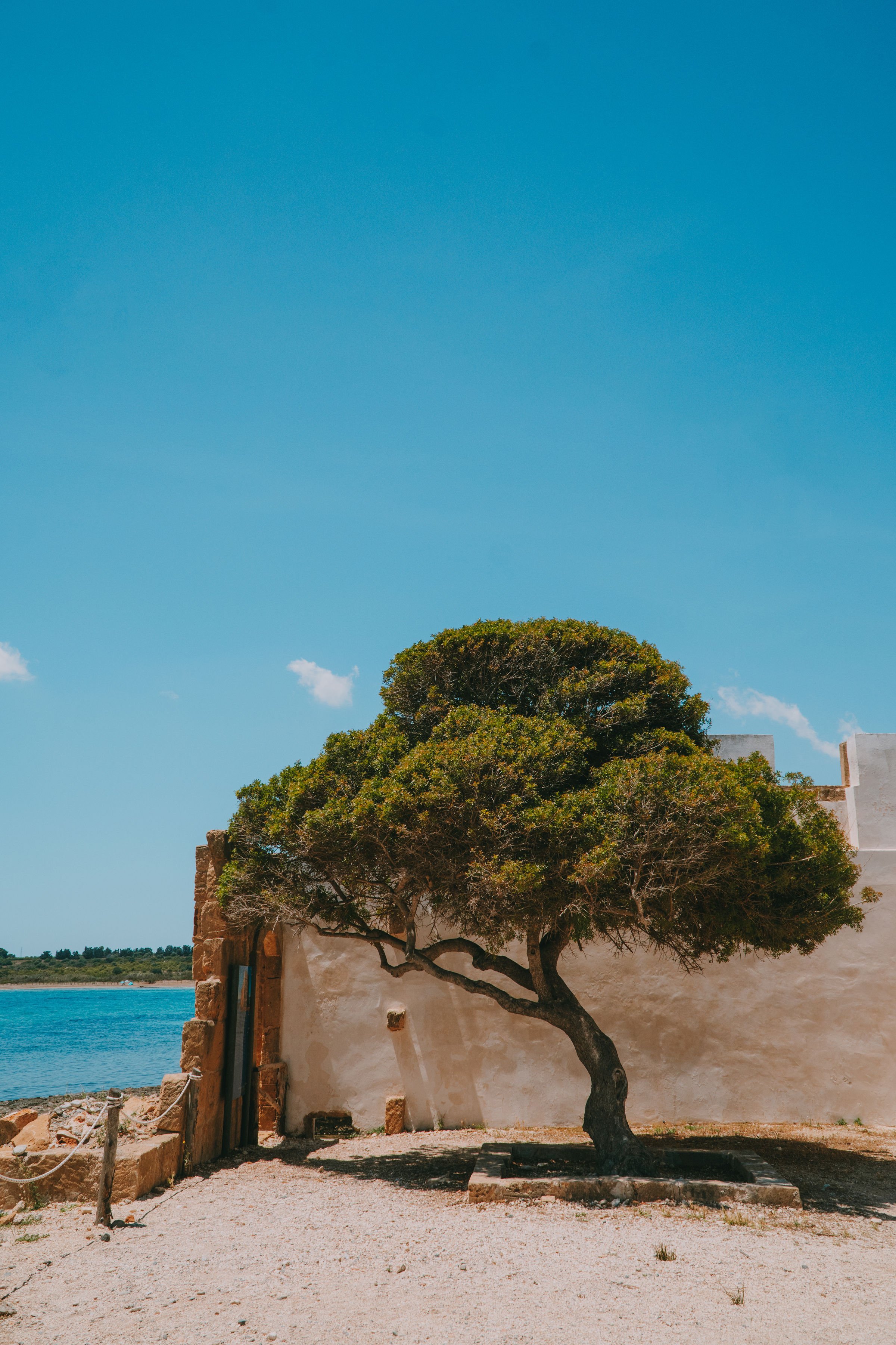 A tree with a twisted trunk growing beside a white building under a bright blue sky.