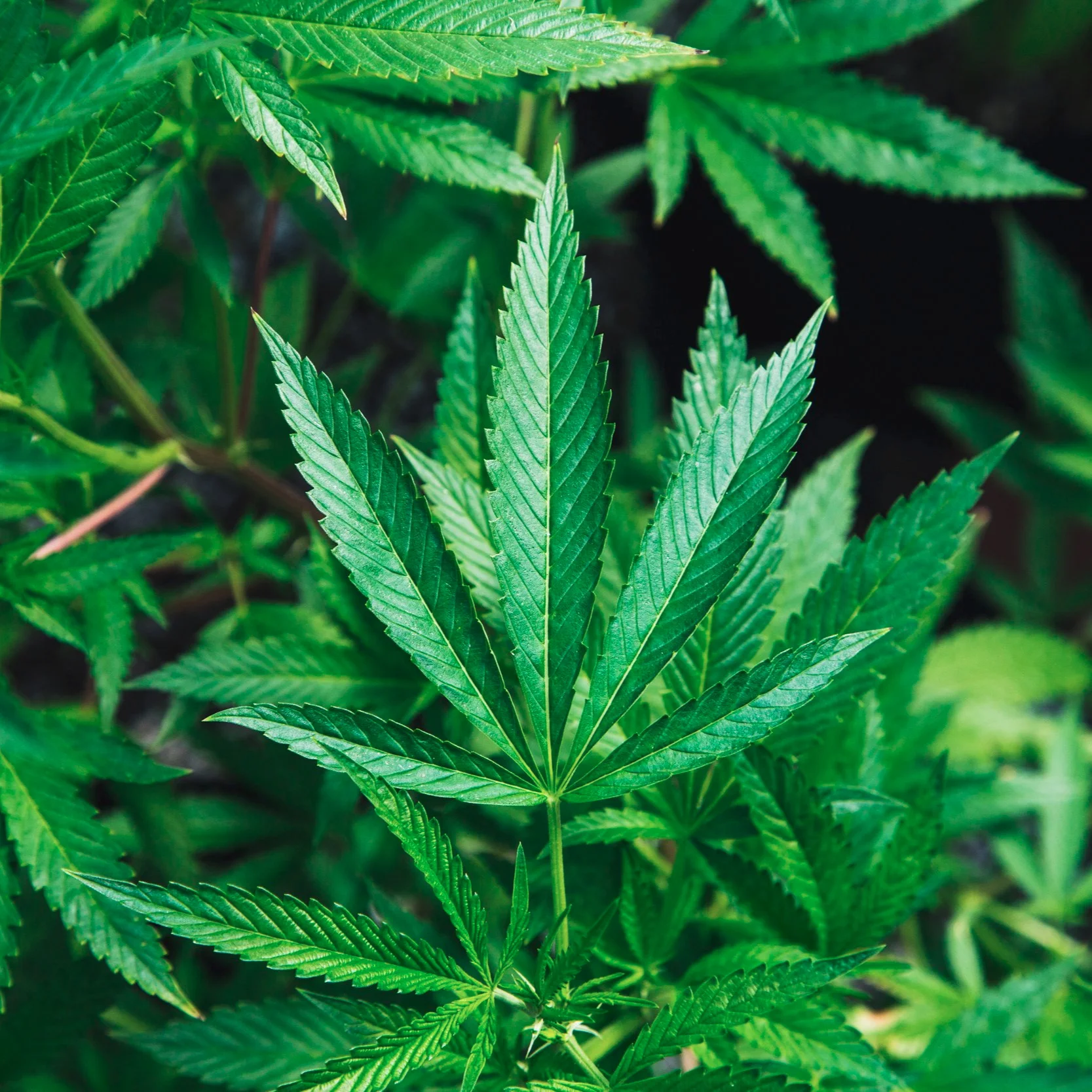 Conscious Counseling and Cannabis with Jen Lawless of Signal Growth